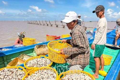 Hợp tác xã Nuôi nghêu Ðất Mũi: Trách nhiệm với cộng đồng