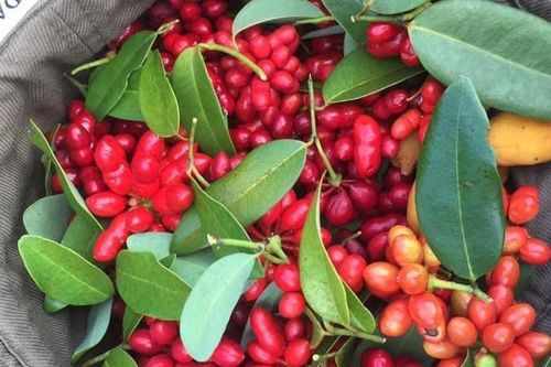 Loại quả xưa chín đỏ bờ rào trẻ con hái ăn chơi, chẳng ai nghĩ đến bán, nay thành đặc sản dân sành ăn săn tìm 'đỏ mắt'