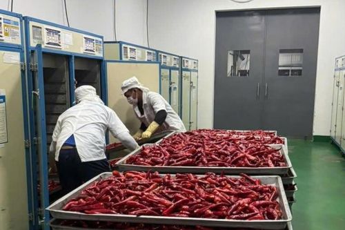 CJ và KOICA tiếp tục đồng hành cùng vùng nguyên liệu ớt Tầm Ngân