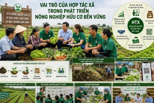 Vai trò của Hợp tác xã trong phát triển nông nghiệp hữu cơ bền vững