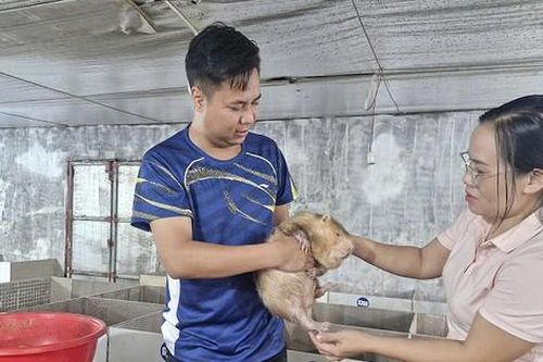 Triển vọng từ mô hình chăn nuôi dúi thương phẩm