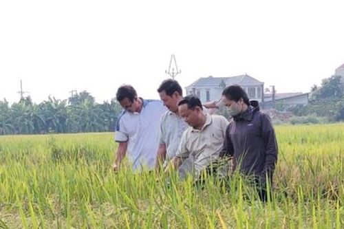 Xã Đan Phượng: Dự kiến năng suất lúa vụ Mùa 2026 đạt trên 59 tạ/ha