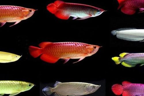 Loài cá phong thủy nuôi trong nhà giúp gia chủ có sự nghiệp thăng hoa, tài lộc nở rộ