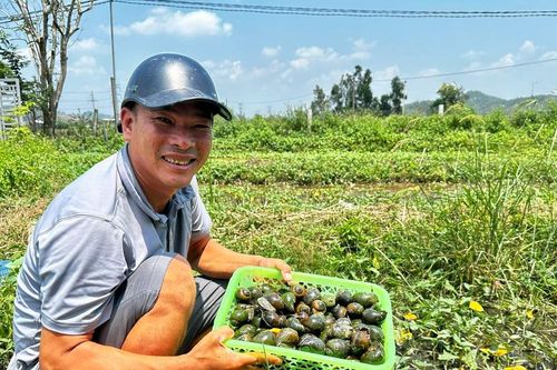 Làng nuôi ốc bươu đen thu hàng chục tỷ đồng mỗi năm ở Nghệ An