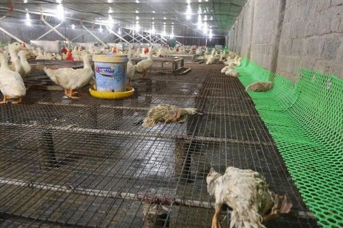 Hàng chục ngàn con gia cầm bị chết do mưa lũ, một chủ trang trại thiệt hại gần 10 tỷ đồng