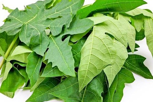 Lá đu đủ có chữa được ung thư không?
