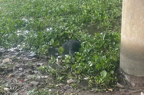 Bí ẩn thi thể nam thanh niên trong đám lục bình dưới cầu Bình Phước