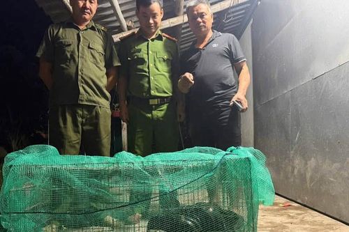 Trăn đất dài 4,5m bò vào nhà dân