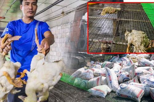 Chủ trang trại bất lực nhìn 60.000 con gia cầm chết la liệt do nước lũ