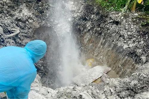 An Giang: Phát hiện 54 con lợn dương tính với vi-rút dịch tả lợn châu Phi