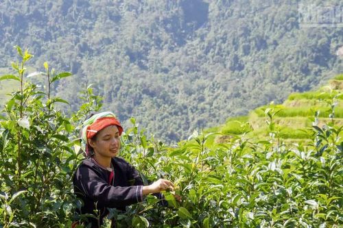 Về Cao Bồ thăm vùng chè Shan tuyết Di sản Việt Nam, học người Dao làm trà