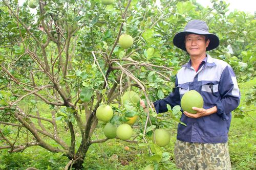 Từ kỹ sư điện trở thành nhà nông tiêu biểu