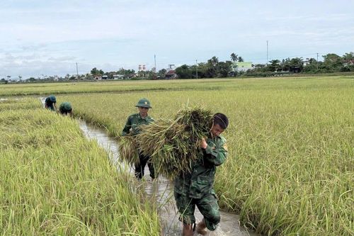 Lực lượng vũ trang tỉnh Đắk Lắk giúp dân thu hoạch lúa chạy lũ