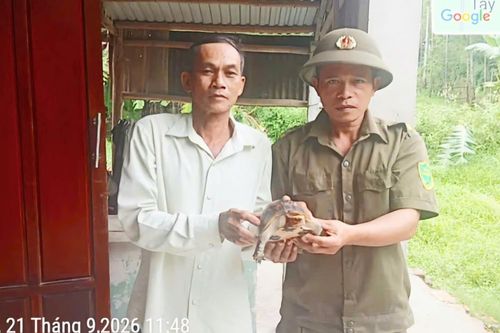 Bàn giao 1 cá thể rùa!