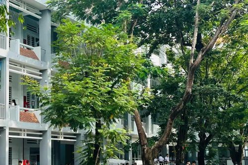 TPHCM tăng cường bảo đảm an toàn hệ thống cây xanh trước mùa mưa bão