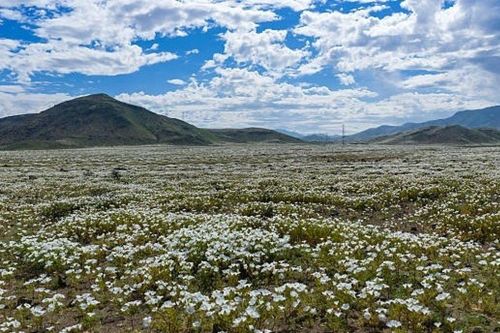 Sa mạc nở hoa sau mưa lớn kỷ lục do El Niño tại Chile