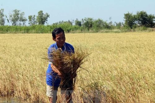 Chủ động ứng phó El Nino, không để ảnh hưởng đến sản xuất kinh doanh