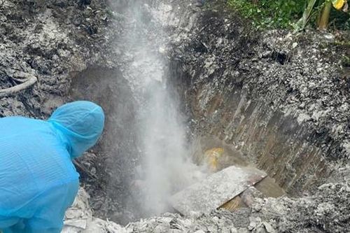 Phát hiện phương tiện vận chuyển 54 con lợn dương tính với vi rút dịch tả lợn châu Phi
