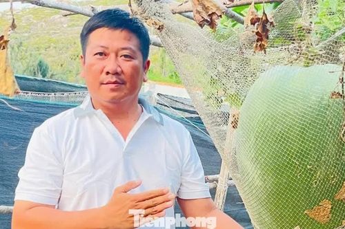 Giống bí đao 'khổng lồ' bén duyên nơi đảo xa