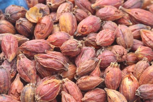 Thứ quả dại ở góc vườn sở hữu hoạt chất như saffron nhụy nghệ tây đắt đỏ