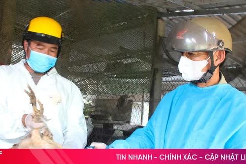 Tập trung tiêm phòng vắc-xin gia súc, gia cầm, phòng chống dịch bệnh cuối năm