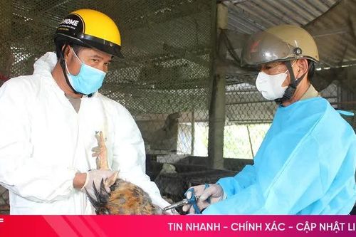 Tập trung tiêm phòng, bảo vệ đàn vật nuôi ở Hà Tĩnh
