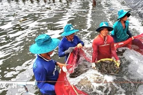 Cà Mau xác định 9 động lực tăng trưởng nông, lâm nghiệp và thủy sản