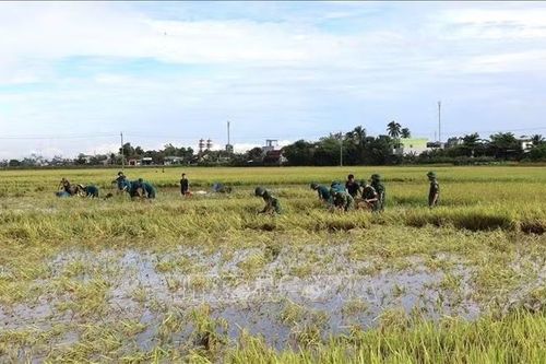 Đắk Lắk khẩn trương thu hoạch lúa, hoa màu tránh thiệt hại do mưa lớn