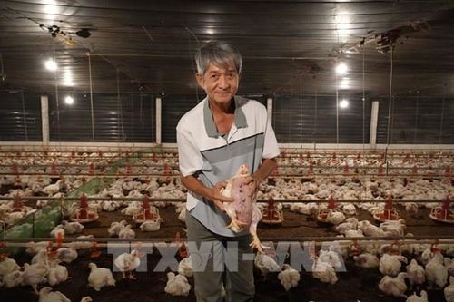 Từ đàn heo thất bại đến trại gà doanh thu 20 tỷ đồng