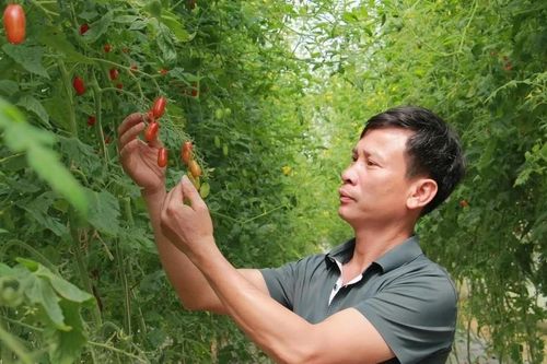 Bỏ lối canh tác cũ, hơn 3 ha đất cho doanh thu hàng tỷ đồng mỗi năm