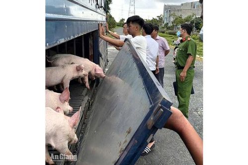 Phát hiện 54 con heo dương tính với dịch tả heo châu Phi ở Vĩnh Thông