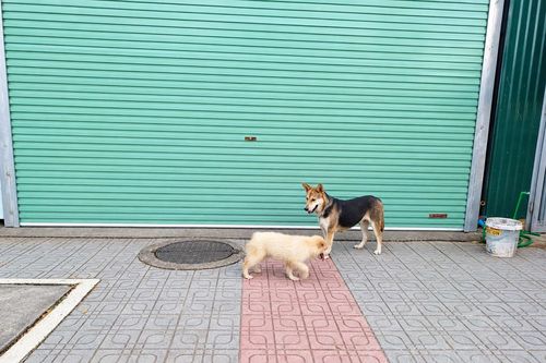 Xử lý nghiêm tình trạng thả rông chó