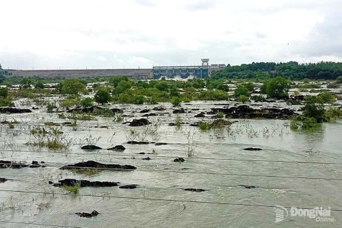 Thủy điện Trị An tăng lượng xả qua đập tràn, người dân vùng hạ du chủ động phòng ngừa ngập úng
