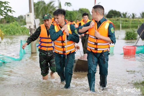 [Chùm ảnh] Cán bộ, chiến sĩ ngâm nước di tản trang trại heo tránh nguy cơ ngập