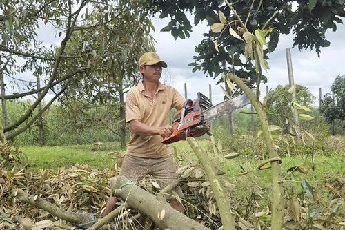 Sầu riêng chết hàng loạt sau mưa kéo dài