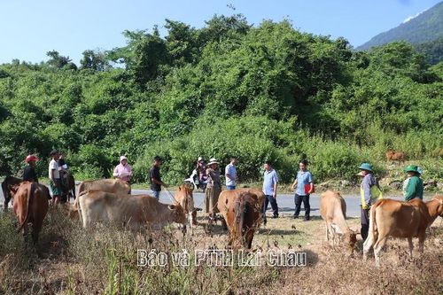 Pa Tần nghiệm thu bò giống và chuồng trại tại bản Trung Chải