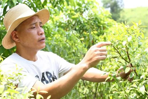 Trồng đàn hương lấy gỗ, thu tiền tỷ ngay từ lá
