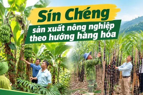 Sín Chéng sản xuất nông nghiệp theo hướng hàng hóa