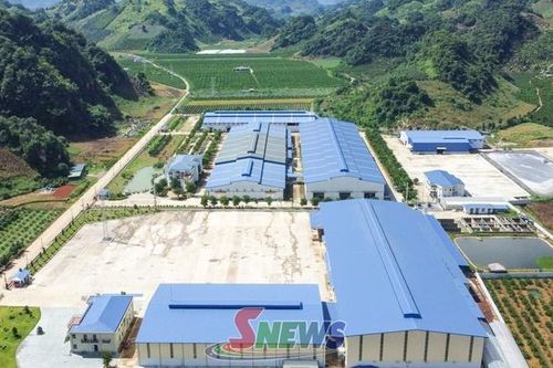 Thu hút đầu tư nâng cao giá trị cà phê Arabica Sơn La