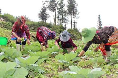 Đổi mới tư duy sản xuất vụ đông