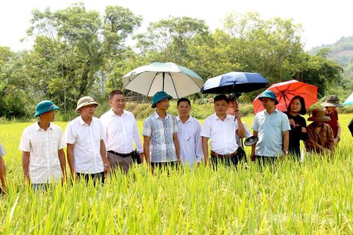 Hội nghị vùng sản xuất lúa giống Tẻ nương Hà Giang và giới thiệu các giống lúa mới