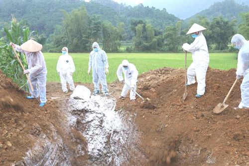 Hiệp Lực tiêu hủy lợn mắc bệnh dịch tả lợn châu Phi