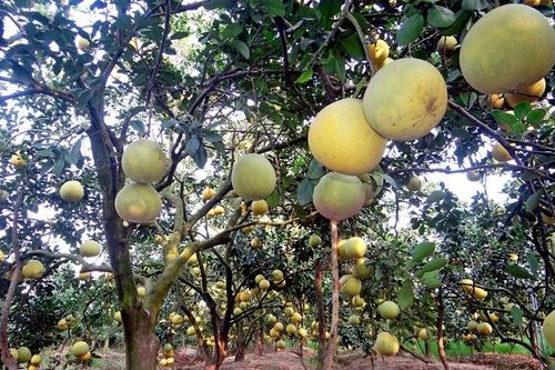 Hợp tác xã sản xuất rau, củ, quả sạch Trung Đông: Hướng tới giá trị bền vững từ nông sản an toàn