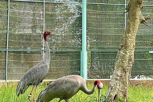 Đồng Tháp: Vườn Quốc gia Tràm Chim chuẩn bị đón thêm 12 cá thể sếu đầu đỏ
