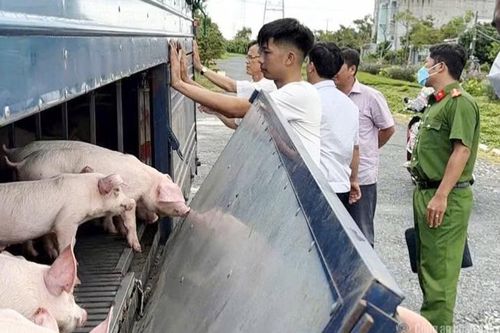 An Giang phát hiện 54 con lợn bị dịch tả lợn châu Phi