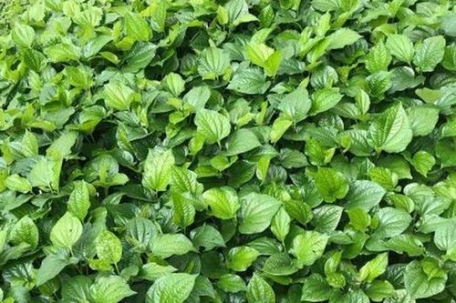 Cách trồng lá lốt ít rễ, nhiều mầm, lá to xanh mướt