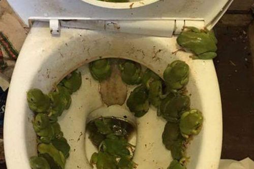 Mở nắp bồn cầu, người phụ nữ 'chết đứng' với thứ lúc nhúc bên trong