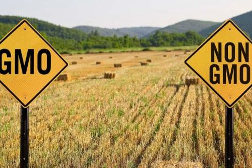 EU liên tục phát hiện GMO chưa được cấp phép trong gạo và thực phẩm từ Trung Quốc