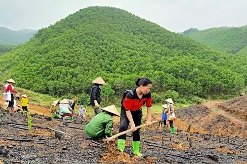 Đắk Lắk tăng tốc trồng rừng, cây phân tán, quyết tâm hoàn thành kế hoạch trong năm 2026