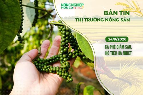 Thị trường nông sản 24/9/2026: Cà phê giảm sâu, hồ tiêu hạ nhiệt